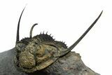 Spiny Psychopyge Trilobite - Issoumour, Morocco #350539-1